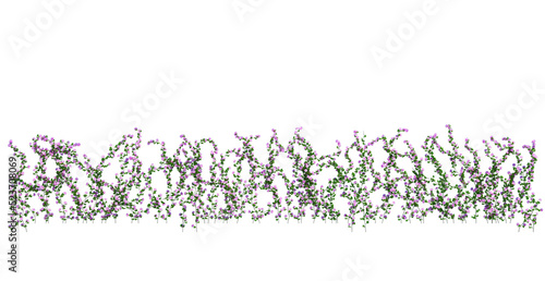 3d Render Ivy Plants Isolated  on white