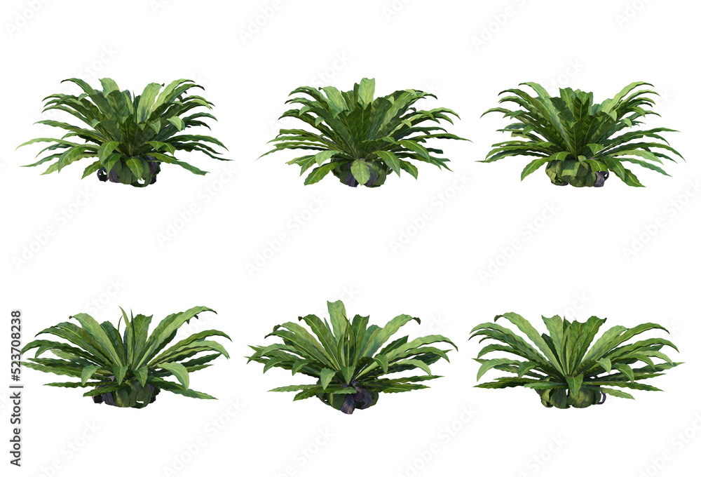 Tropical plants on a transparent background
Tropical plants on a transparent background