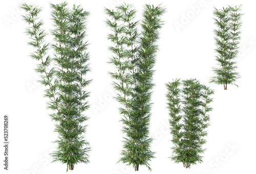 bamboo  on a transparent background 