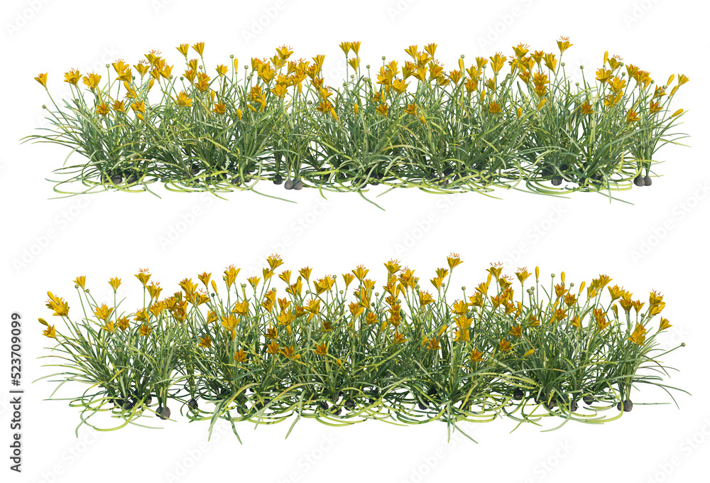 Obraz premium Flowers on a transparent background 