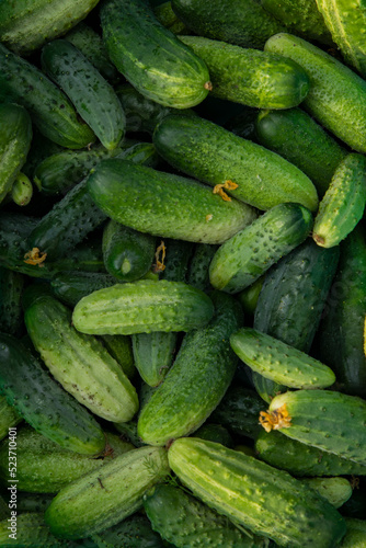 Young green fresh cucumbers just picked from the garden