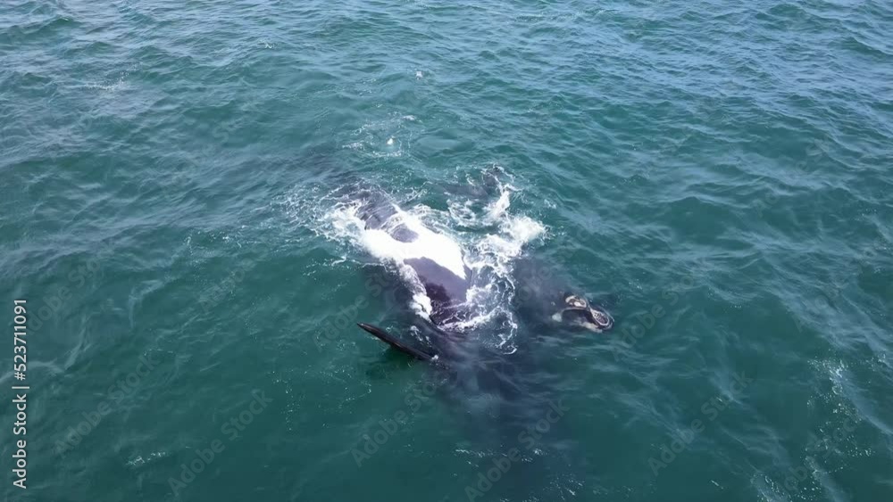 Southern Right whale with deformed flippers on her back, playful calf; drone Southern Right whale with deformed flippers on her back, playful calf; drone