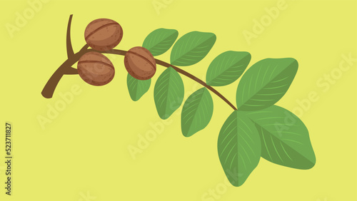 walnut branch on yellow background