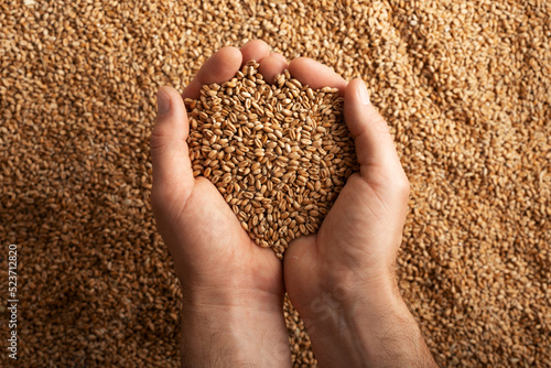 Human caucasian handfuls with wheat kernels over grain background