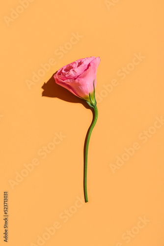 Beautiful pink flower on or...