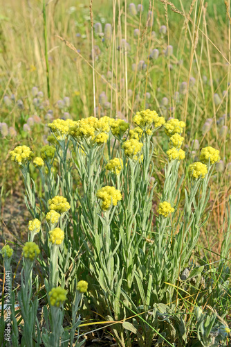 immortelle closeup, yellow medicinal plant flower, alternative medicine, summer environment diversity