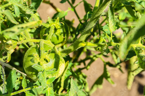 Bush with green tomatoes on...