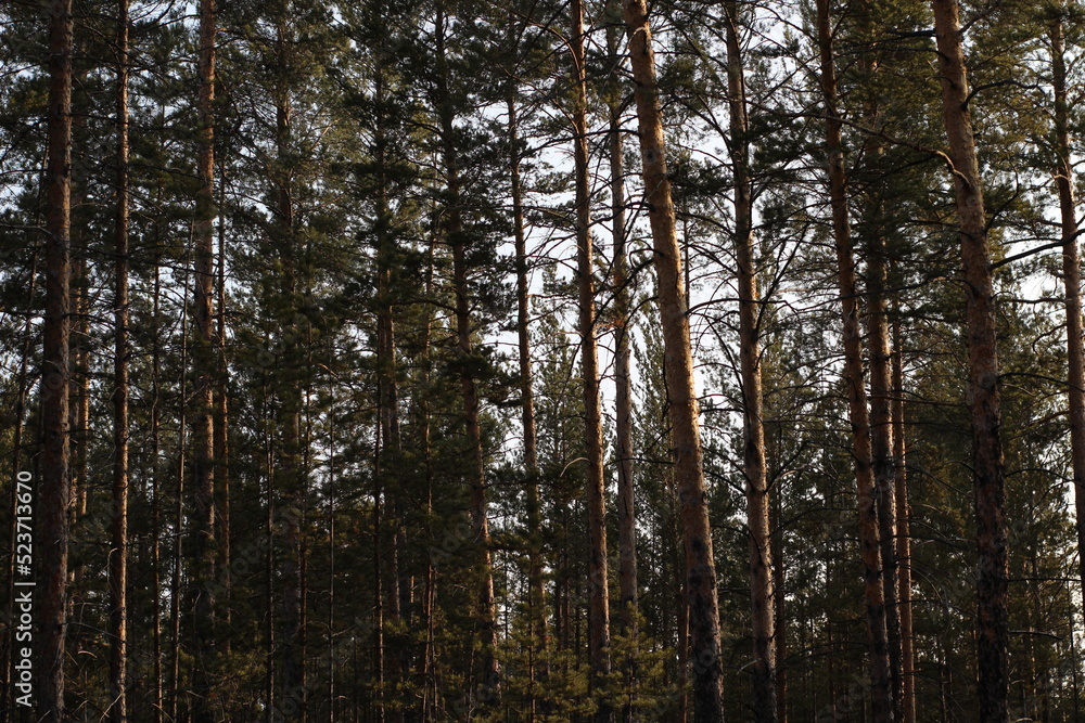 Fototapeta premium Dens new pine trees forest