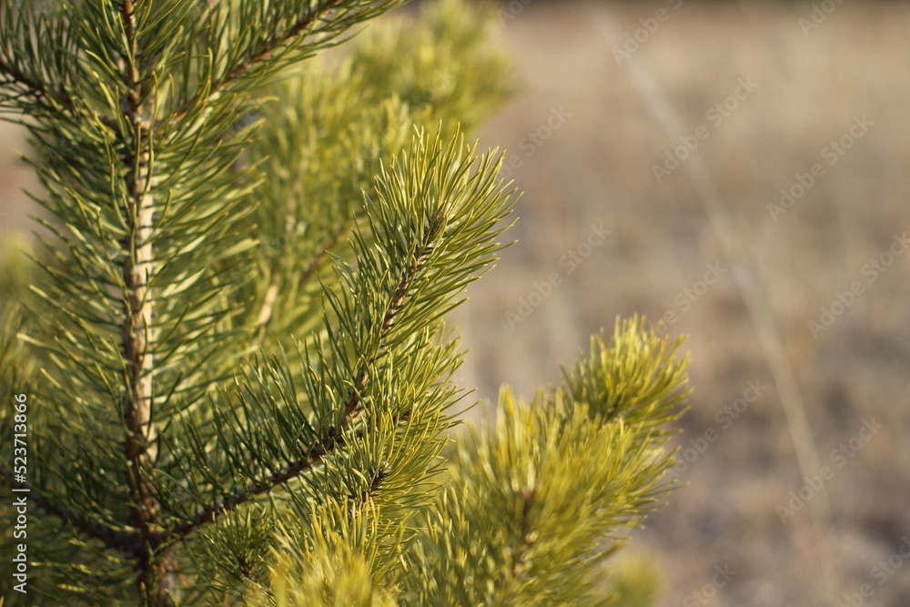 Pine tree fir needles close-up Pine tree fir needles close-up