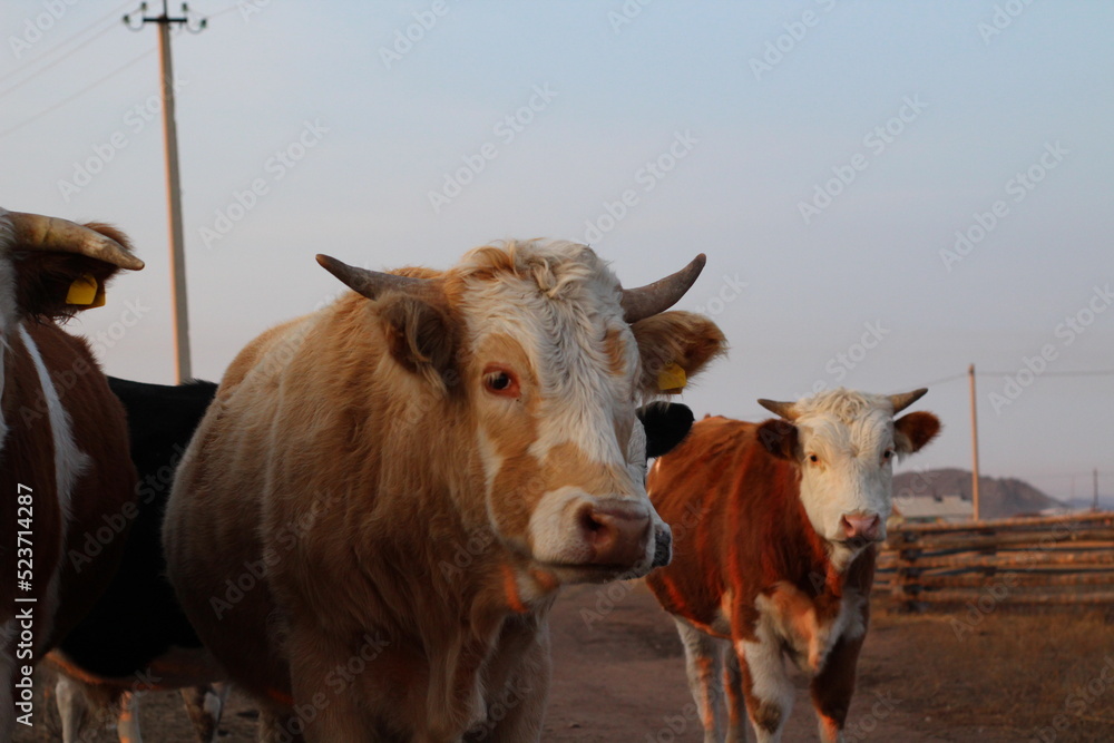 cows in the field cows in the field