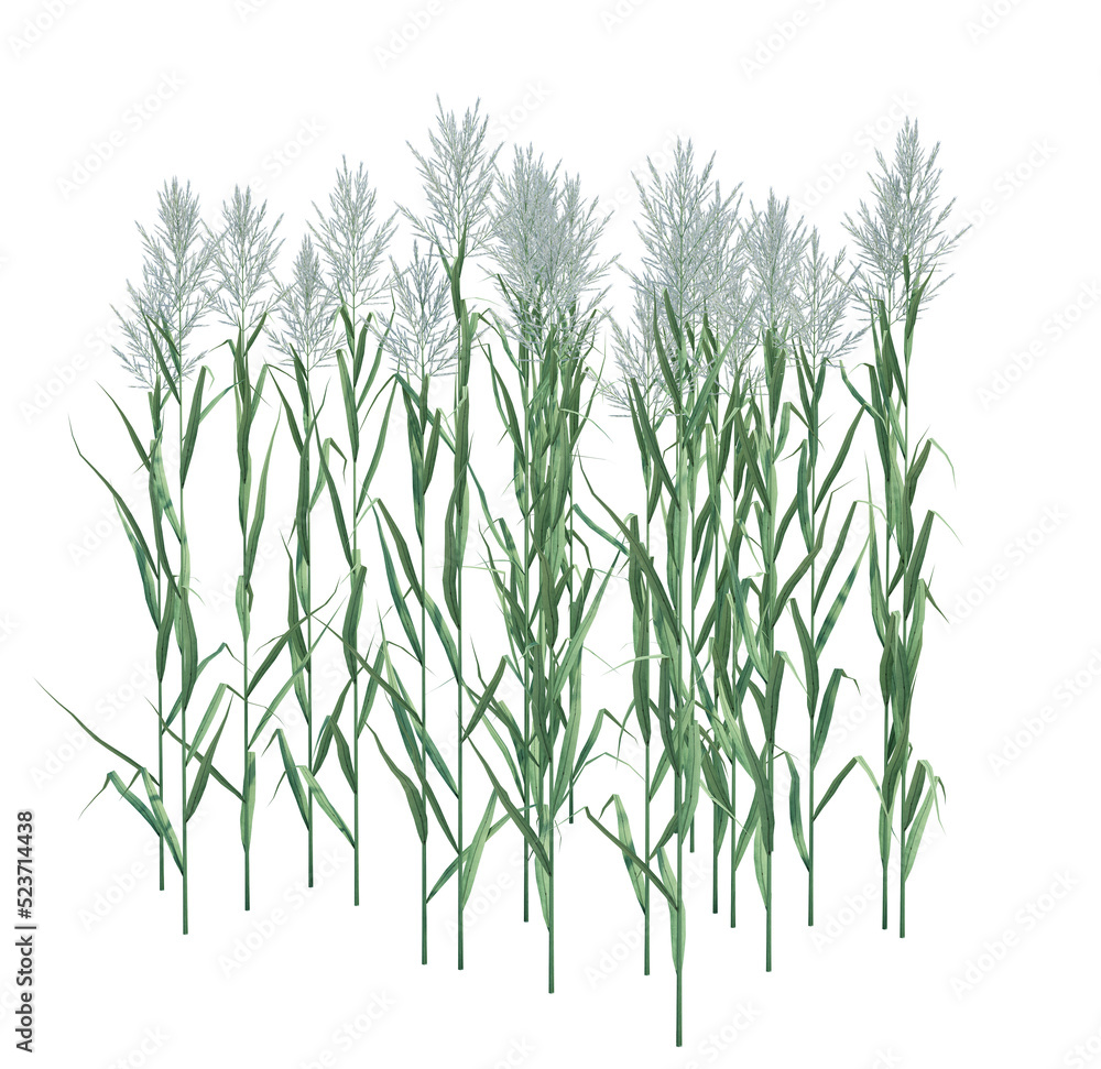 3d Render Brush Tree Isolated on white 3d Render Brush Tree Isolated on white