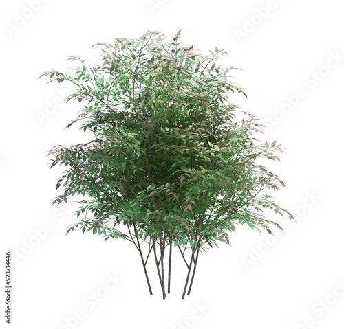 3d Render Brush Tree Isolated  on white