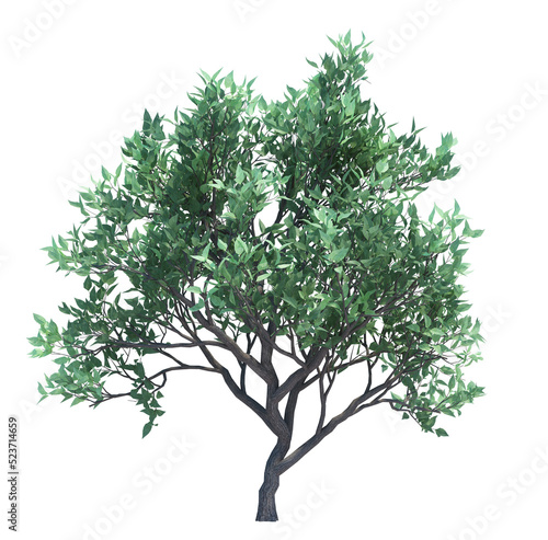 3d Render Brush Tree Isolated  on white