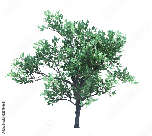 3d Render Brush Tree Isolated  on white