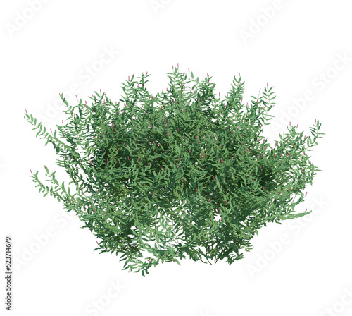 3d Render Brush Tree Isolated  on white