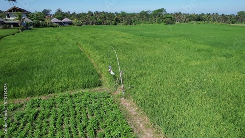Arc shot of pest repeller at rice fields, hand-made wind-mill spin and make sound. Birds and rodents scarer made from junk, hanging on rig. Camera fly around primitive device