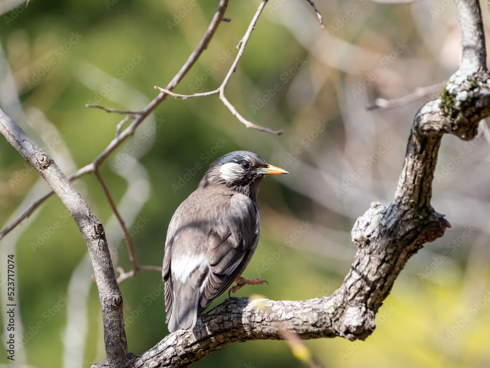 Obraz premium 佇むムクドリ