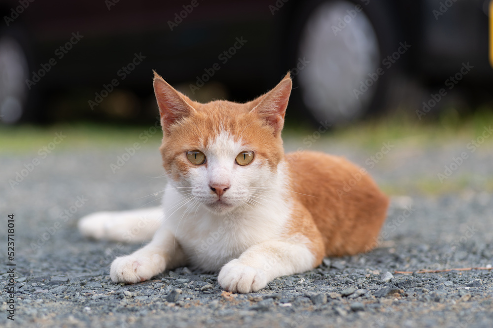 くつろぐ猫　茶トラ白