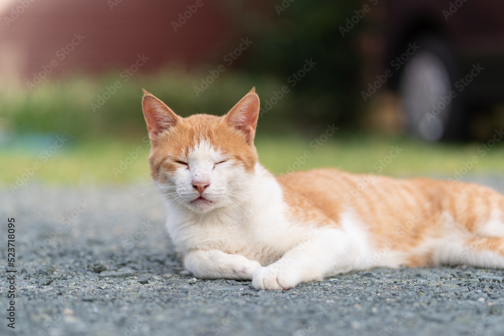 Fototapeta premium くつろぐ猫 茶トラ白