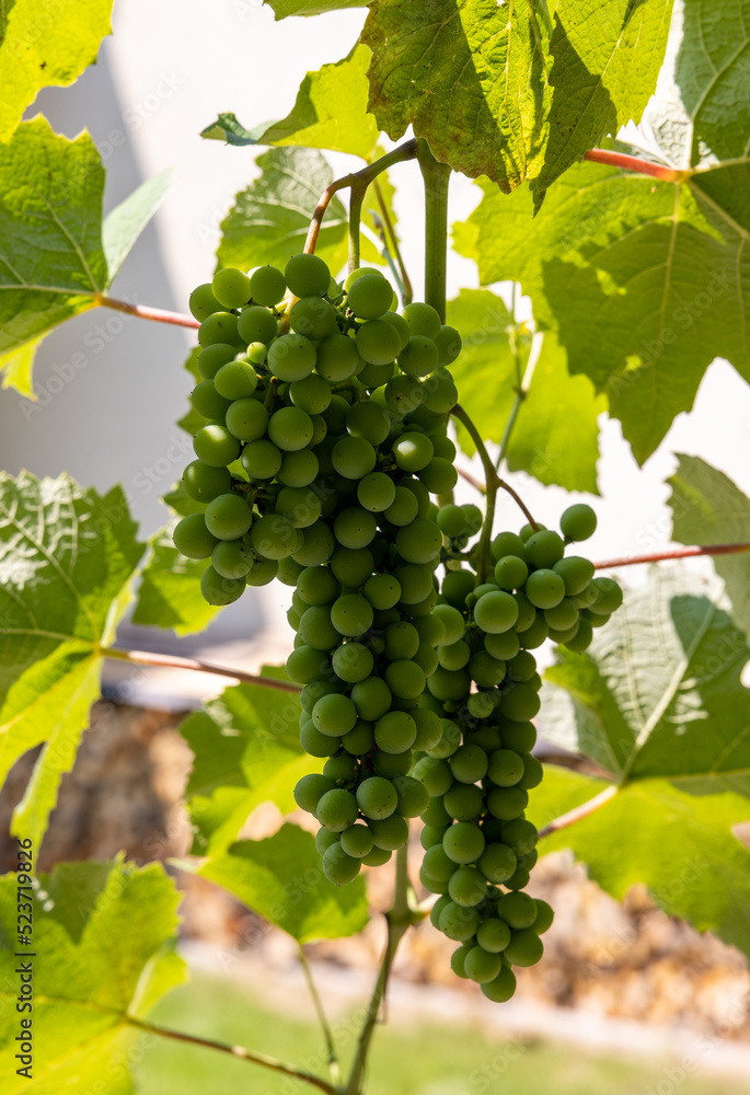 Green unripe grapes and leaves at vineyard Green unripe grapes and leaves at vineyard