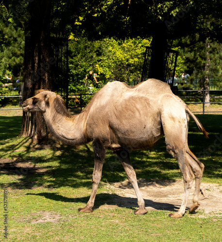 camel in the zoo © Marta