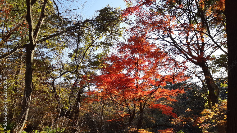 五色沼自然探勝路の紅葉