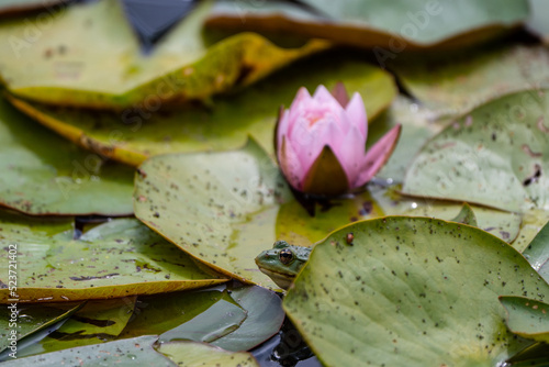 beautiful water lily in a pond with frog photo