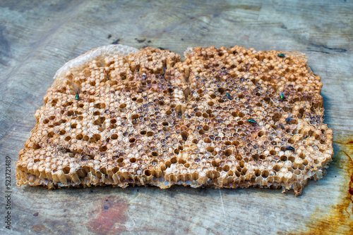 Macro close up on a dried and emptied old golden honeycomb lying on the table in a beekeepers small sunny garden in Poland in Eastern Europe
