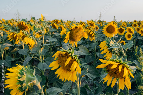 Close up photoof  blooming golden sunflowers while sunset. place for text photo