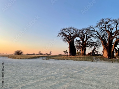 Abendstimmung in Dämmerung in Wüste in Afrika in Botswana in Salzpfanne Nxai Pan und Makgadikgadi Nationalpark mit Baobab Affenbrotbaum
