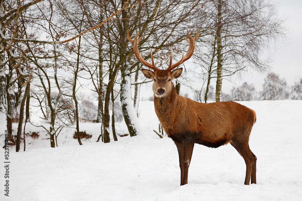 Rothirsch / Red deer / Cervus elaphus Rothirsch / Red deer / Cervus elaphus