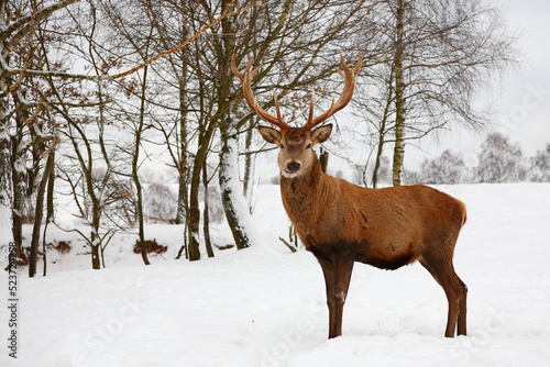 Rothirsch   Red deer   Cervus elaphus