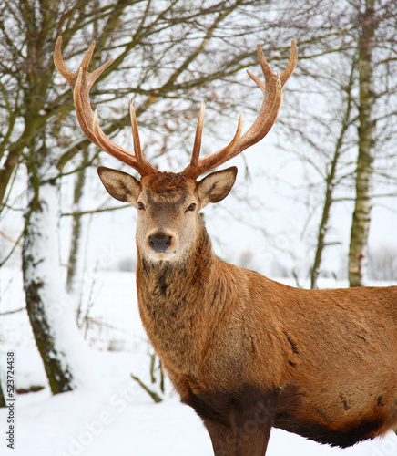 Wallpaper Mural Rothirsch / Red deer / Cervus elaphus Torontodigital.ca