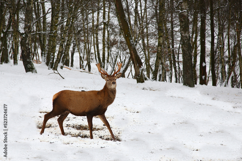 Rothirsch / Red deer / Cervus elaphus Rothirsch / Red deer / Cervus elaphus