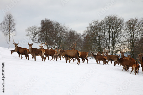 Rothirsch / Red deer / Cervus elaphus