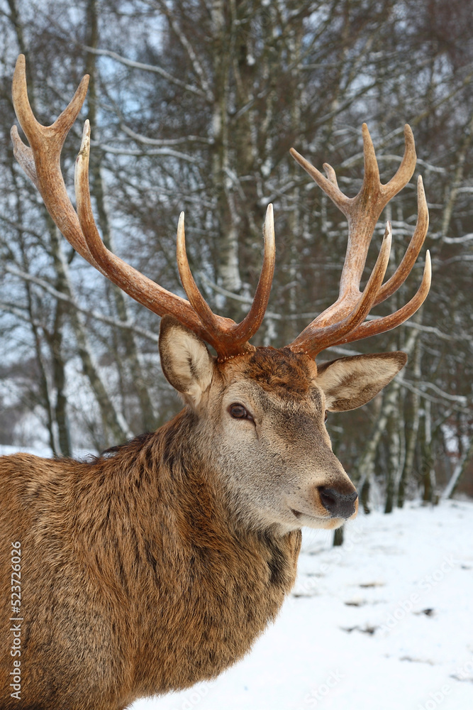Rothirsch / Red deer / Cervus elaphus Rothirsch / Red deer / Cervus elaphus