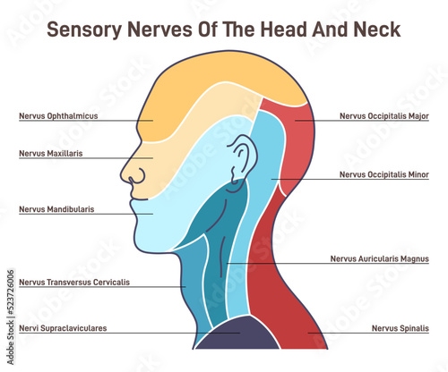 Sensory nerves of the head and neck. Neural coverage of human head