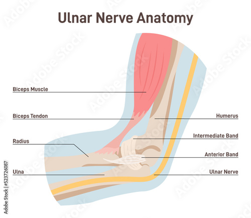 Ulnar nerve anatomy. Human elbow anatomy with bones, muscles photo