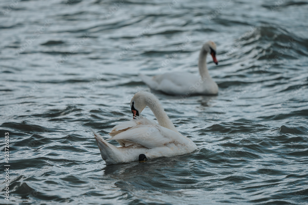 swans swimmig in Lake Balaton swans swimmig in Lake Balaton