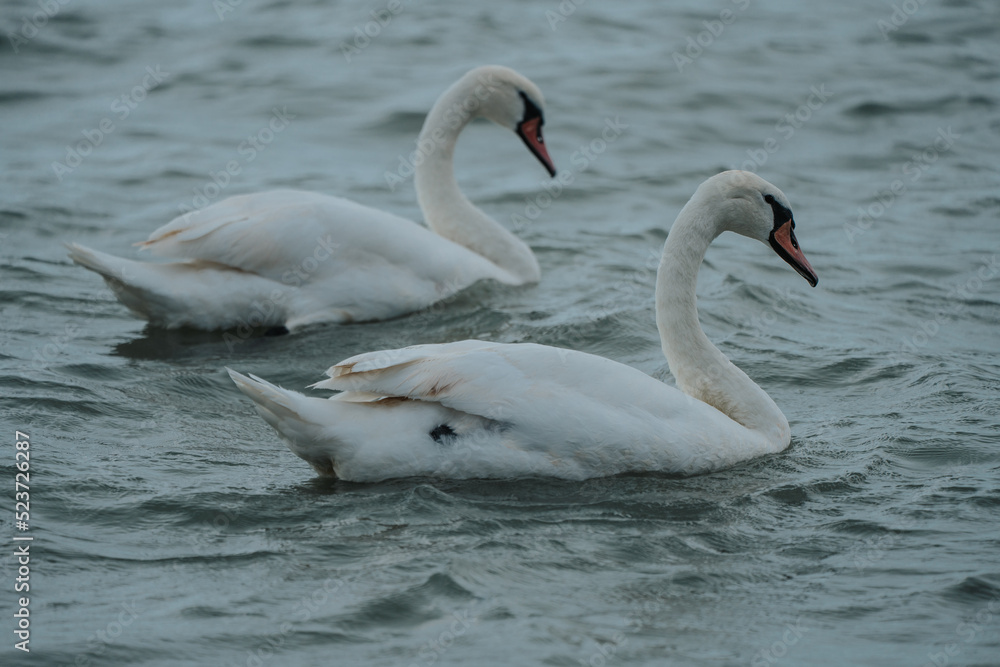 swans swimmig in Lake Balaton swans swimmig in Lake Balaton