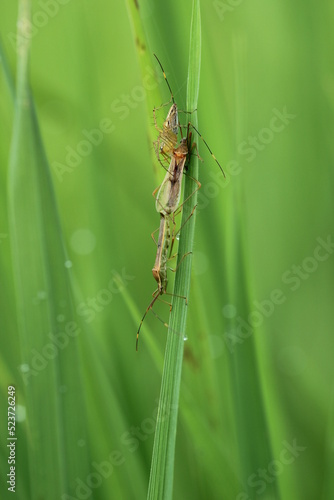 spider eating other insects on green background