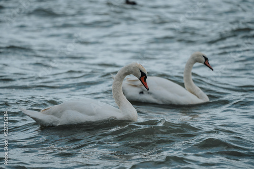 swans swimmig in Lake Balaton