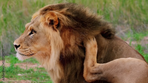 I took a picture of my lion in savannah