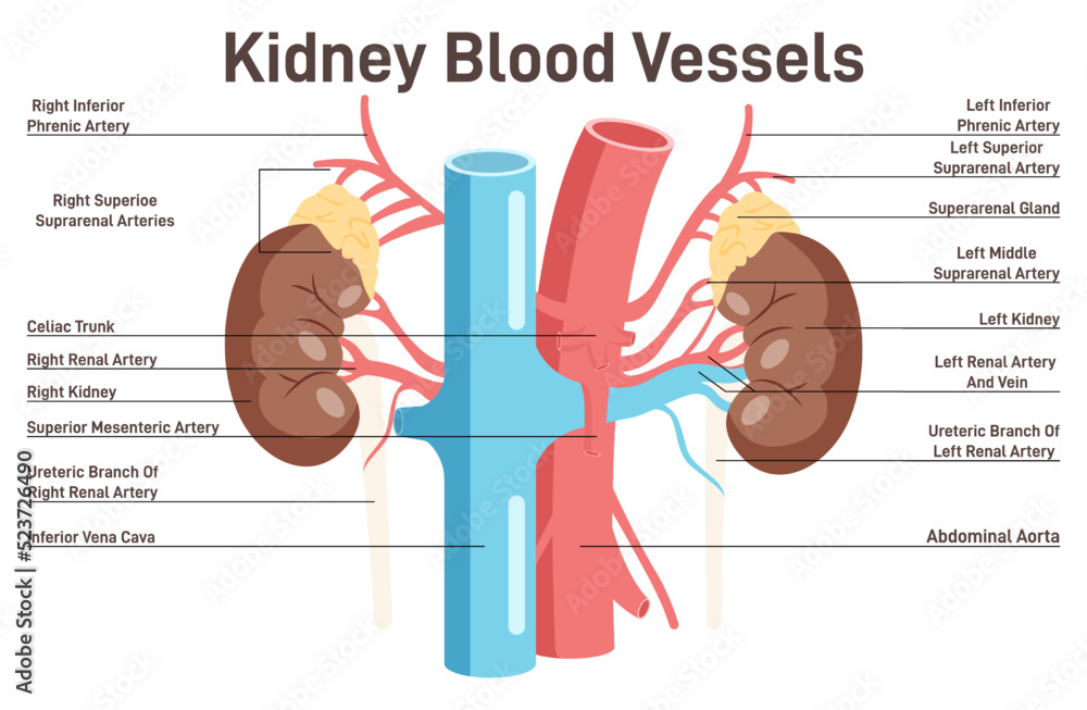 Human kidney blood vessels anatomy. Healthy internal organ and blood ...