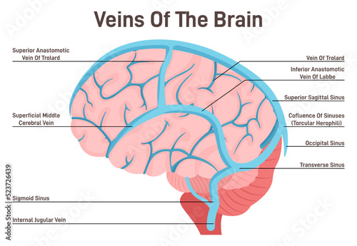 Brain veins. Circulatory system, the main veins and arteries of the head photo