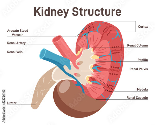 Human kidney anatomy. Cross section diagram. Healthy internal organ.
