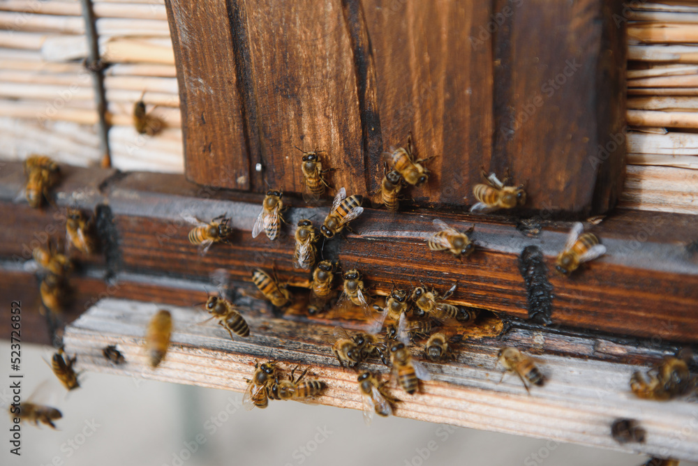 Close up of flying bees. Wooden beehive and bees. Close up of flying bees. Wooden beehive and bees.