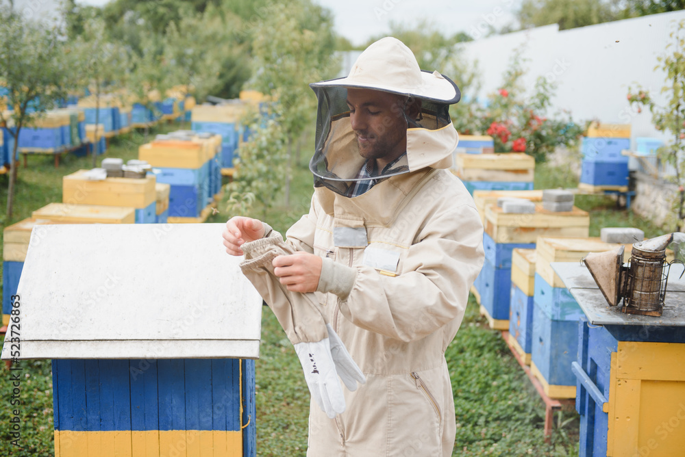 Beekeeper is working with bees and beehives on the apiary. Beekeeping concept Beekeeper is working with bees and beehives on the apiary. Beekeeping concept