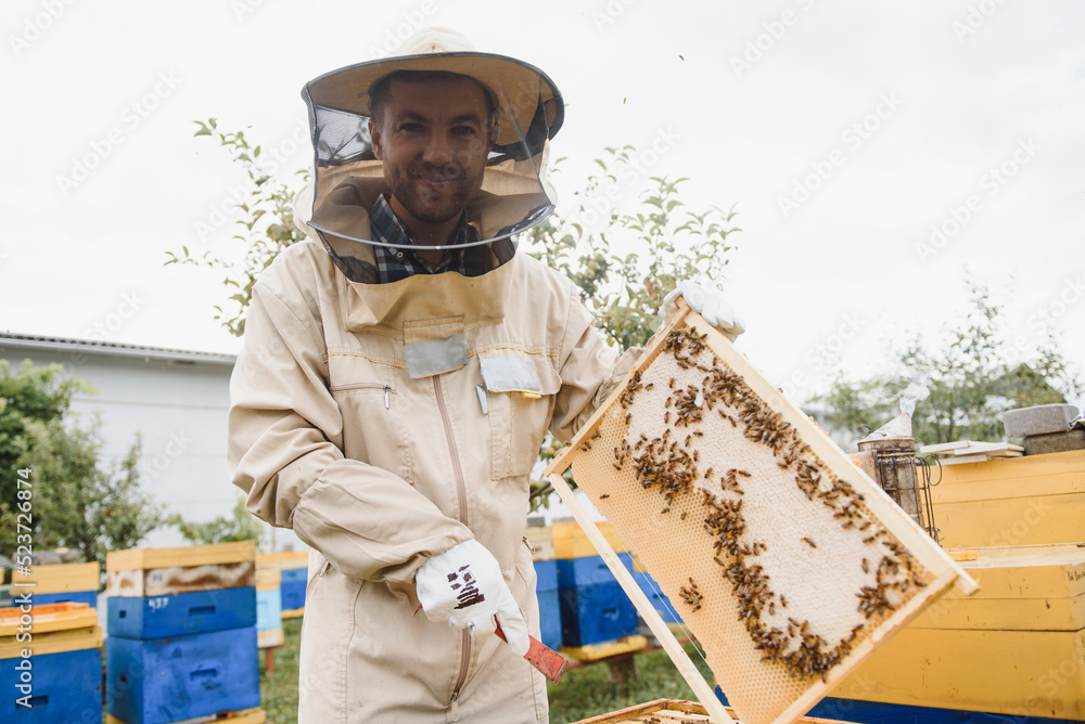 Beekeeper working collect honey. Beekeeping concept. Beekeeper working collect honey. Beekeeping concept.