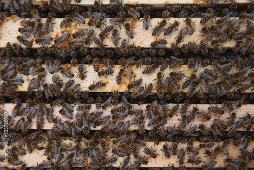 Bees on the honeycomb. Honey cell with bees. Apiculture. Apiary. Wooden beehive and bees. beehive with honey bees, frames of the hive, top view. Soft focus